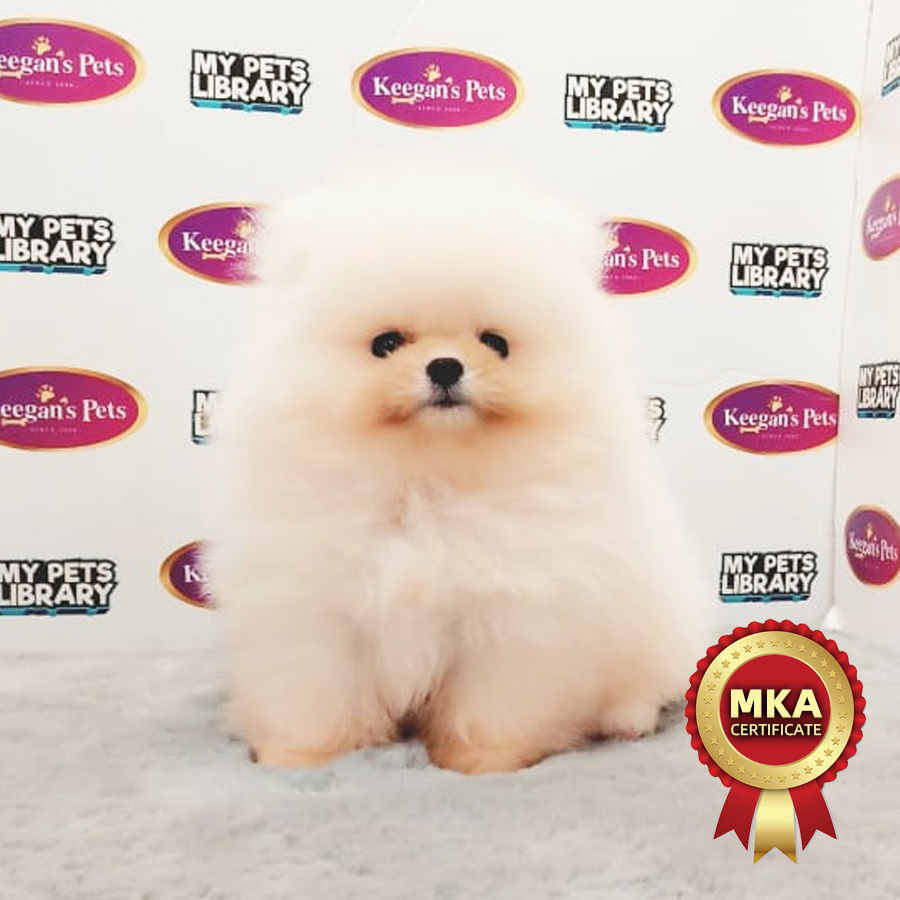 MKA Pomeranian Puppy (Male) For Sale