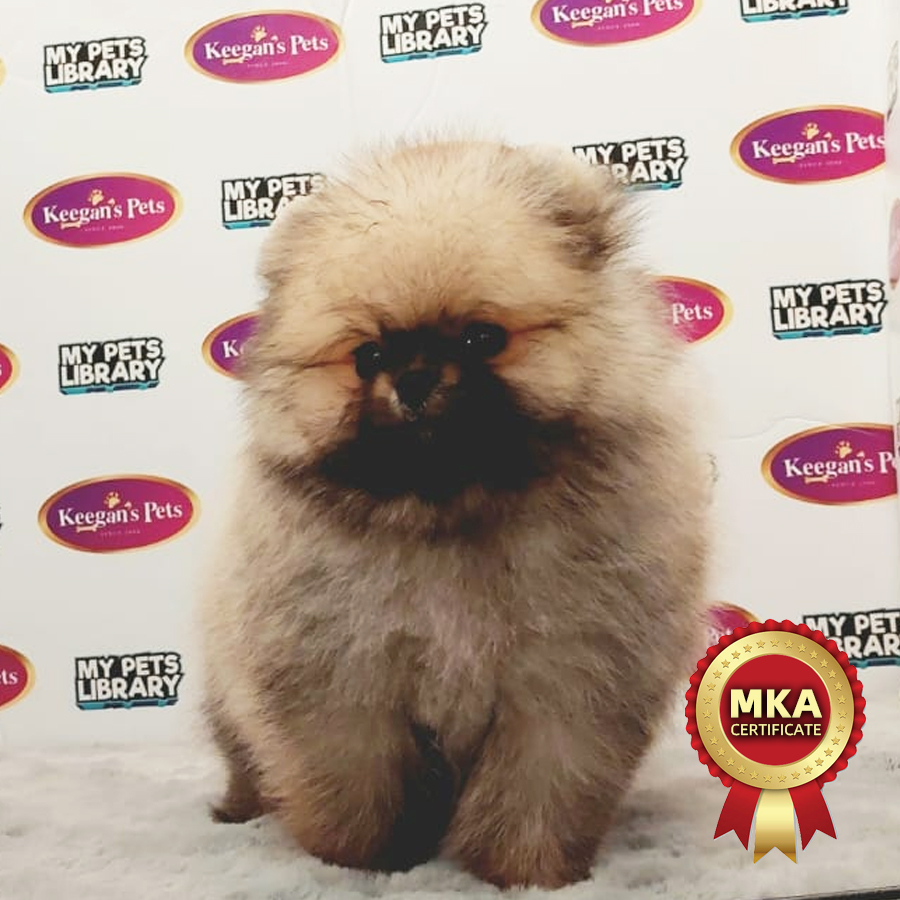MKA Pomeranian Puppy (Male) For Sale