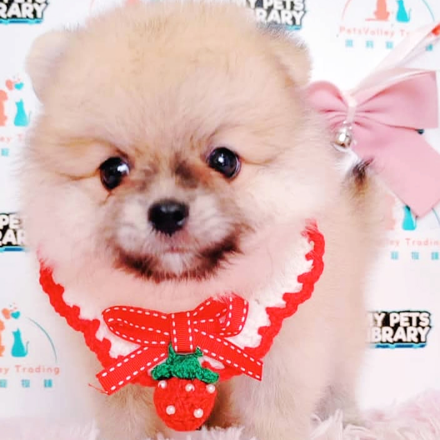 Tiny Pomeranian Puppy (Male) For Sale
