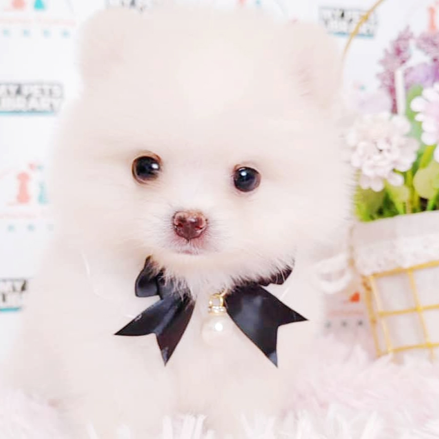 Tiny Pomeranian Puppy (Fenale) For Sale