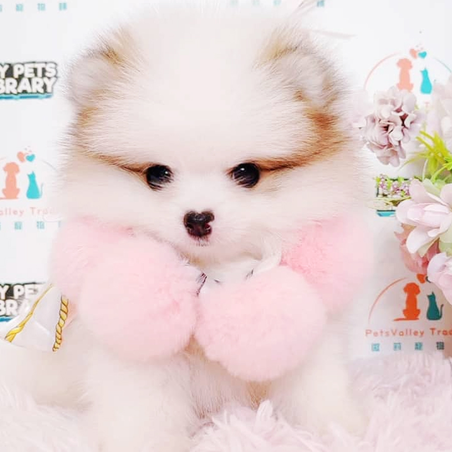 Tiny Pomeranian Puppy (Male) For Sale