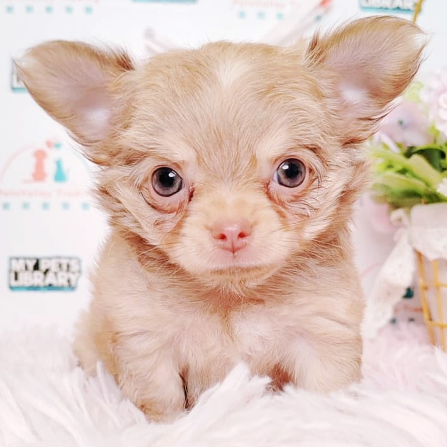Teacup Long Coat Chihuahua Puppy (Male) For Sale