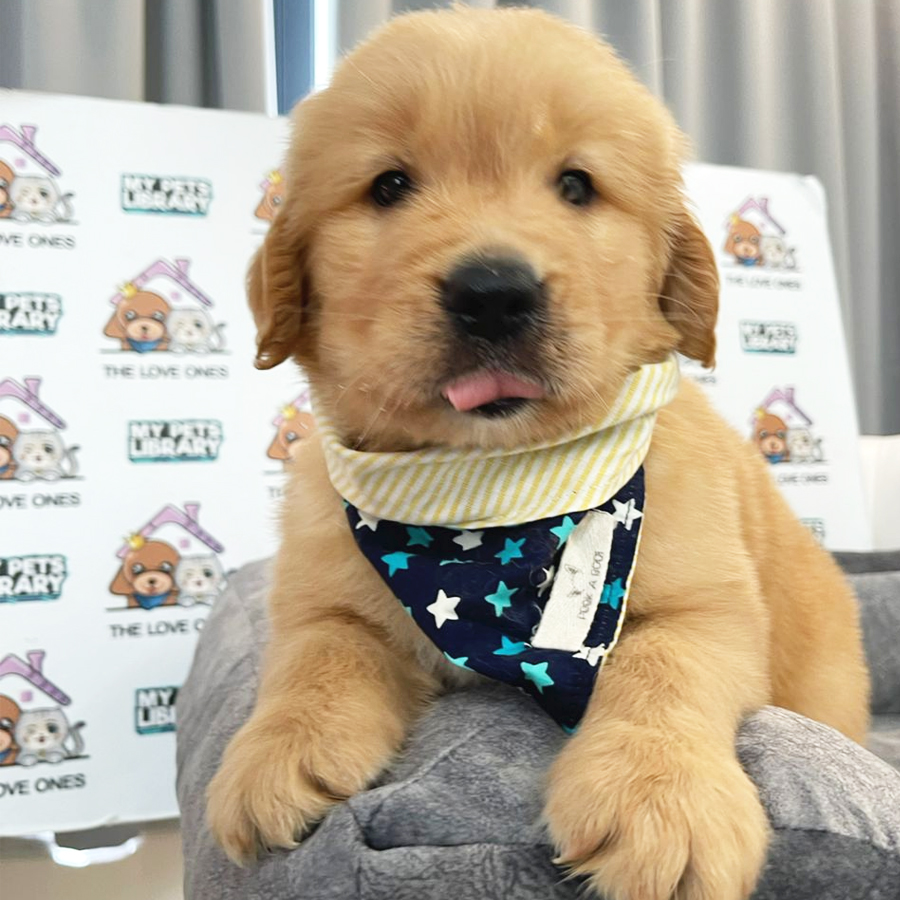Golden Retriever Puppy (Male) For Sale