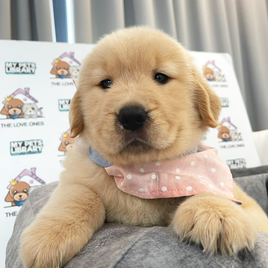 Golden Retriever Puppy (Female) For Sale