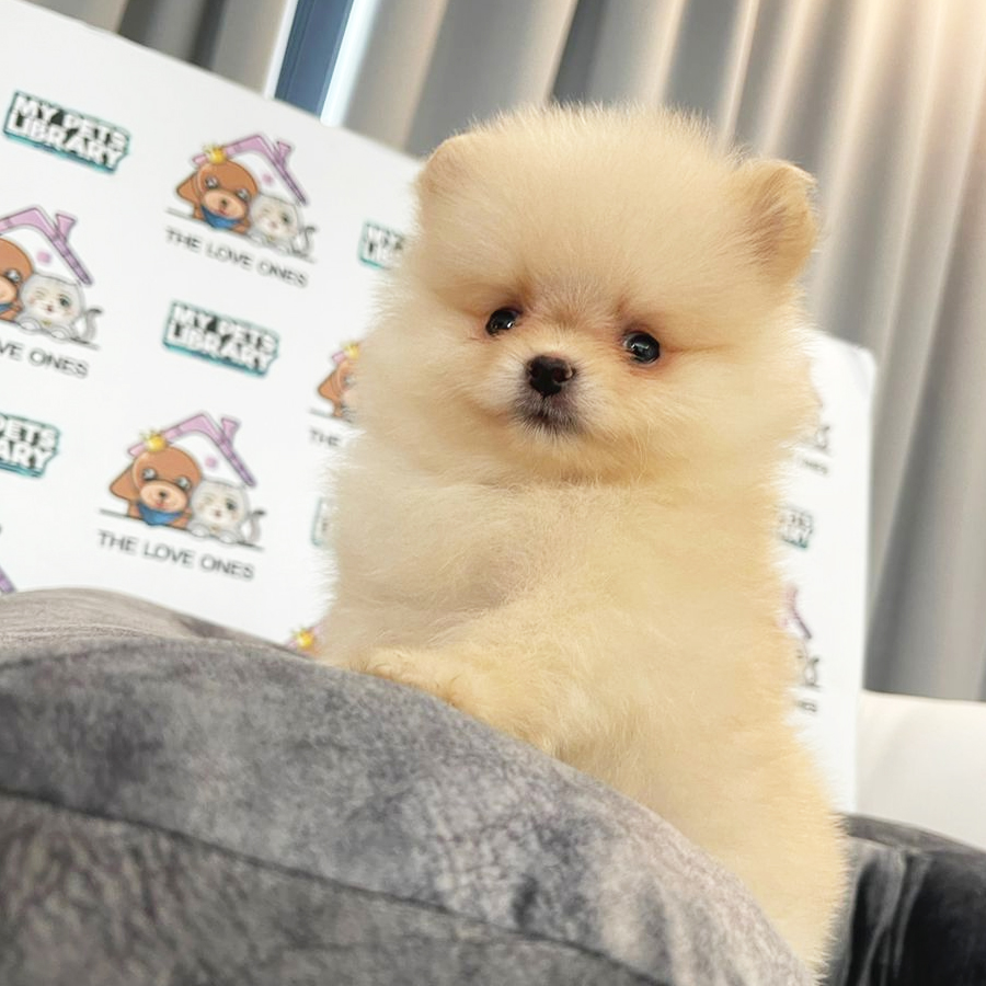 Tiny Pomeranian Puppy (Fenale) For Sale