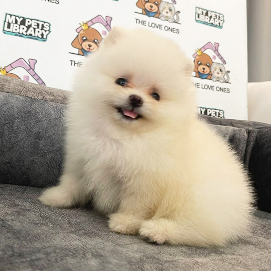 Tiny Pomeranian Puppy (Fenale) For Sale