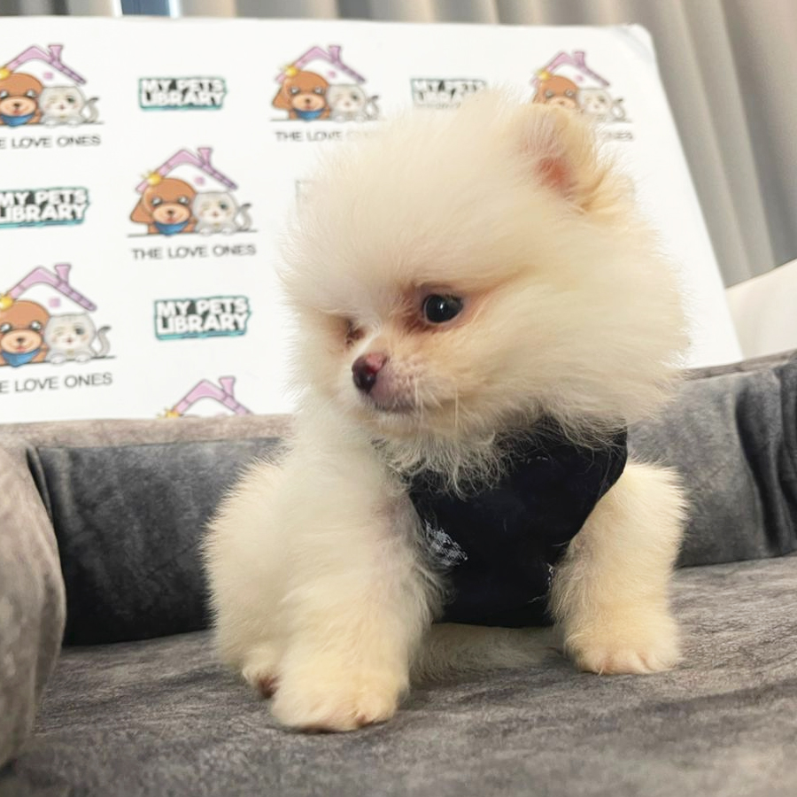 Tiny Pomeranian Puppy (Male) For Sale