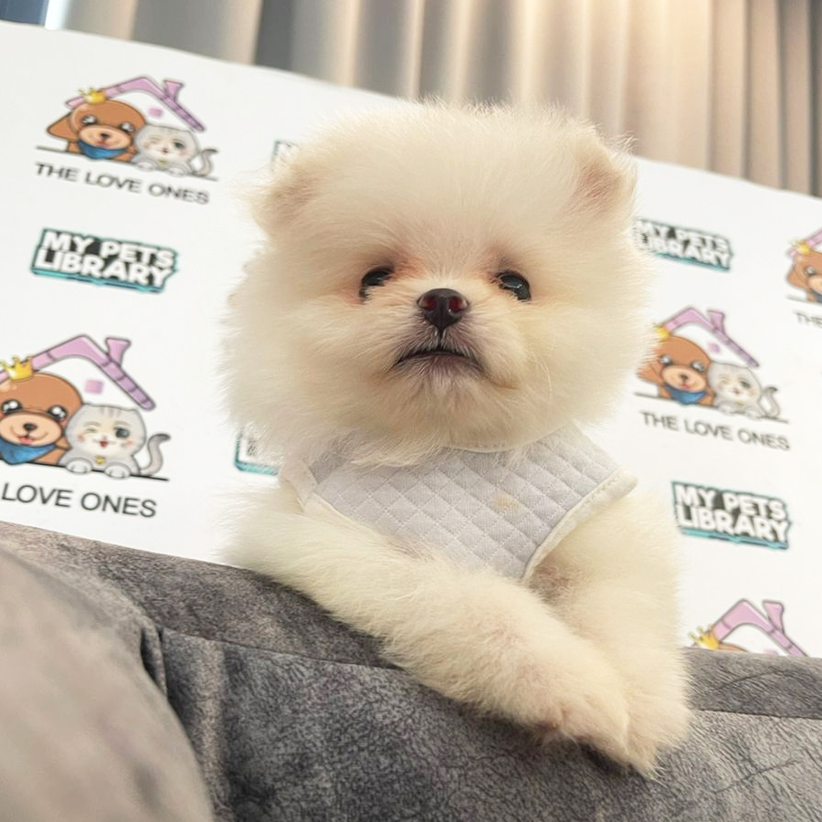 Tiny Pomeranian Puppy (Male) For Sale
