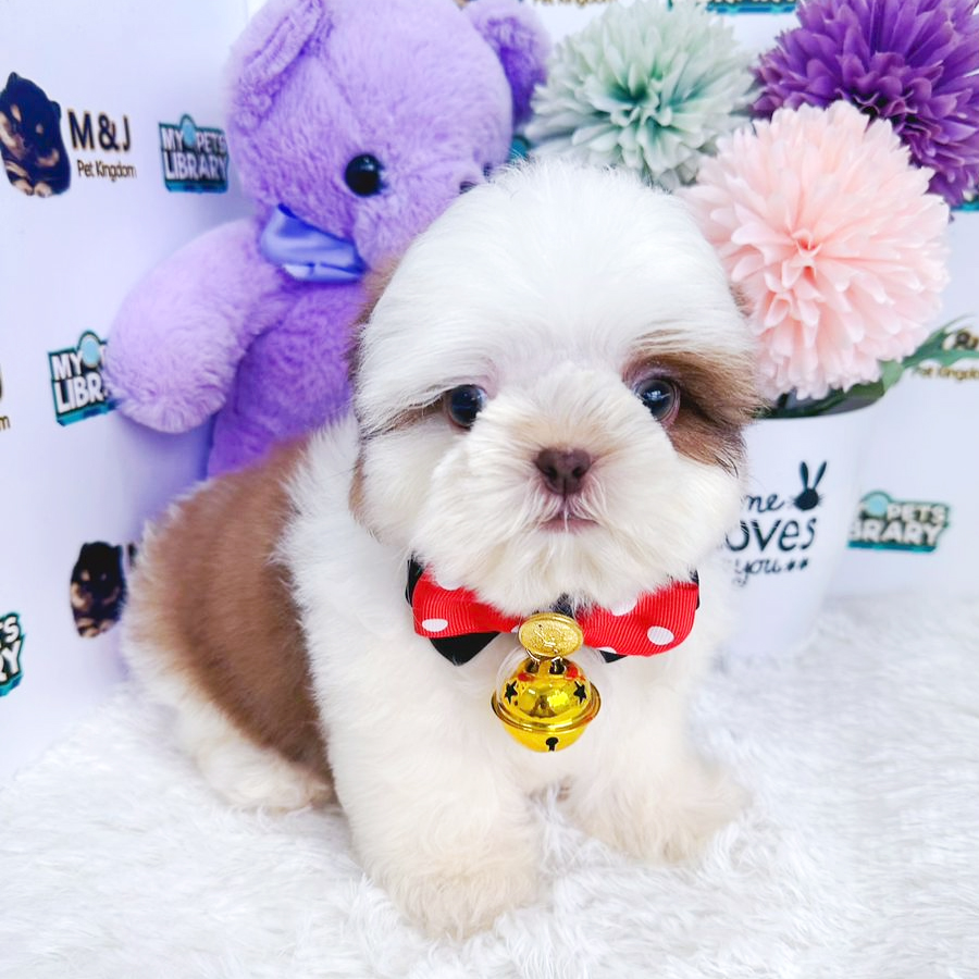 Shih Tzu Puppy (Male) For Sale