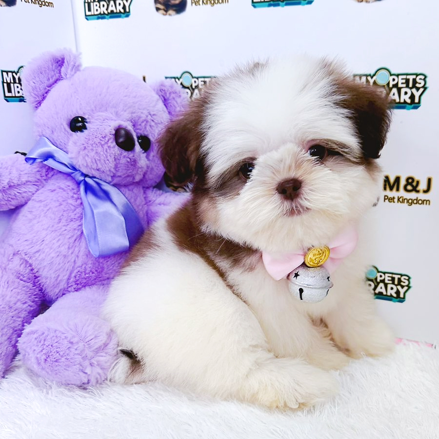 Shih Tzu Puppy (Female) For Sale