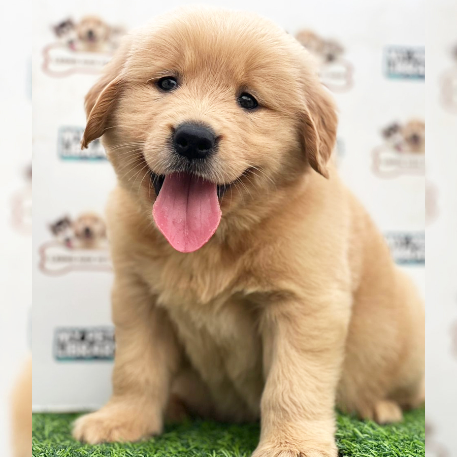 Golden Retriever Puppy (Male) For Sale