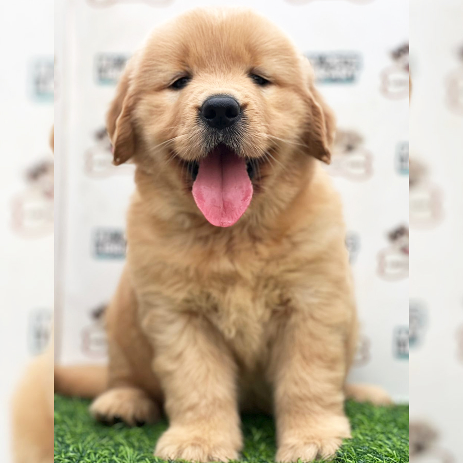Golden Retriever Puppy (Female) For Sale
