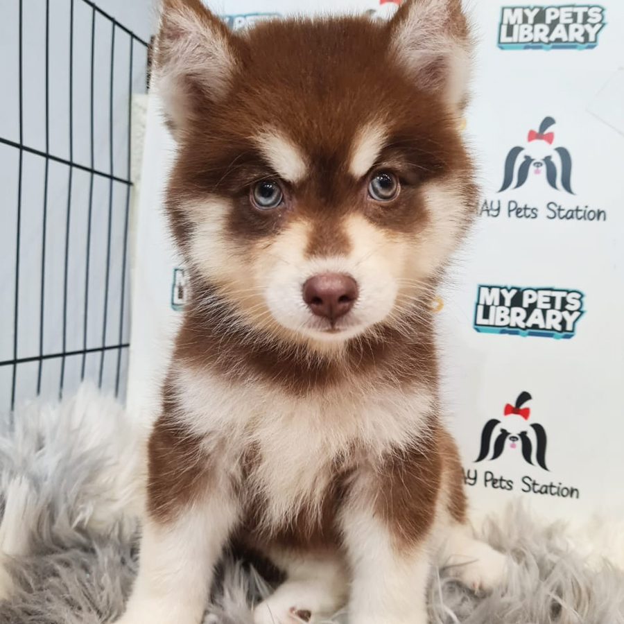 Pomsky Puppy (Female) For Sale