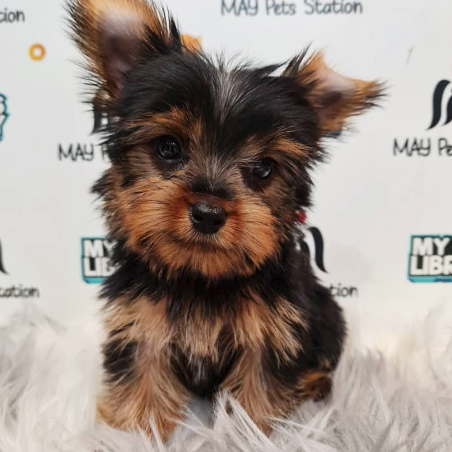 Yorkshire Terrier Puppy (Female) For Sale