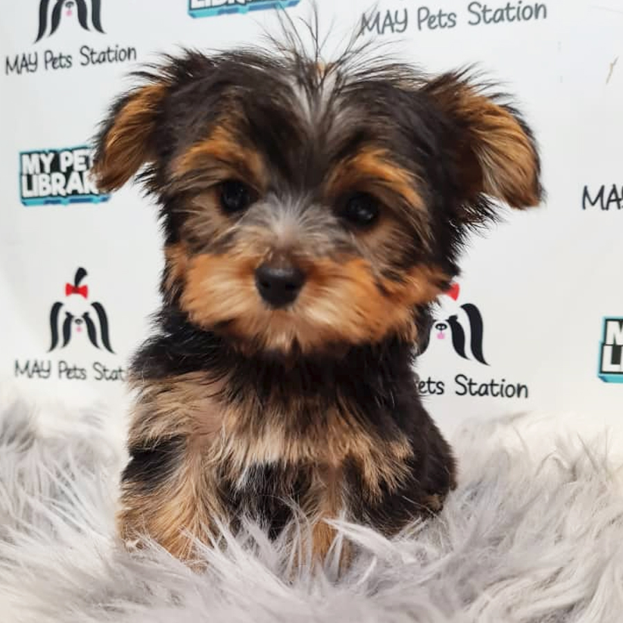 Yorkshire Terrier Puppy (Female) For Sale