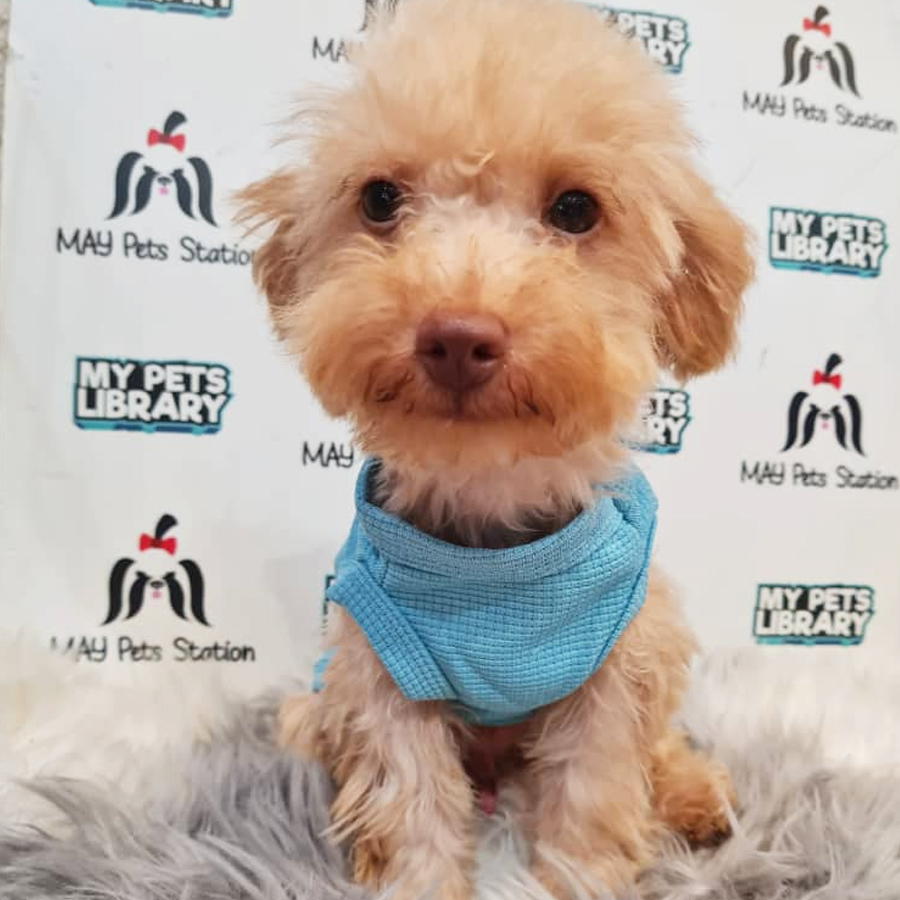 Toy Poodle Puppy (Male) For Sale