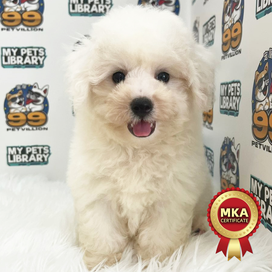 MKA Bichon Frisé Puppy (Female) For Sale
