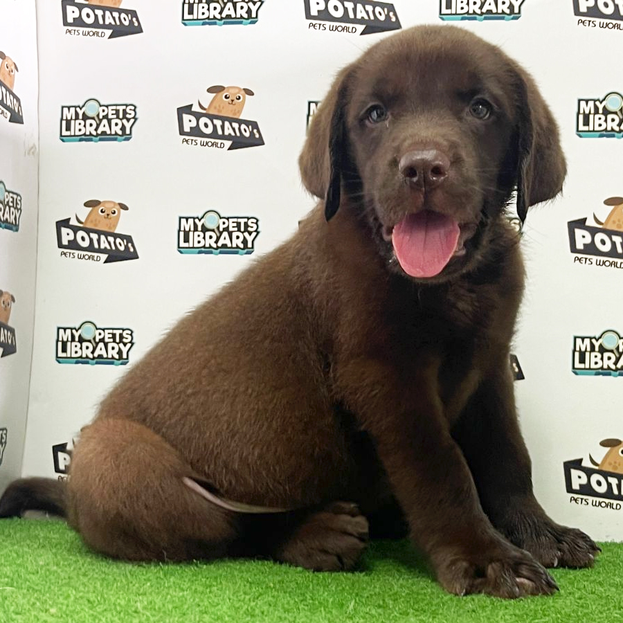 Labrador Puppy (Male) For Sale