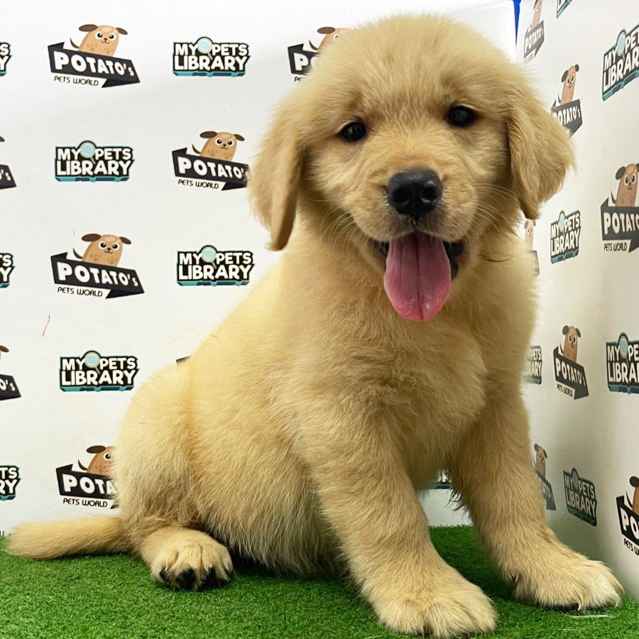 Golden Retriever Puppy (Female) For Sale