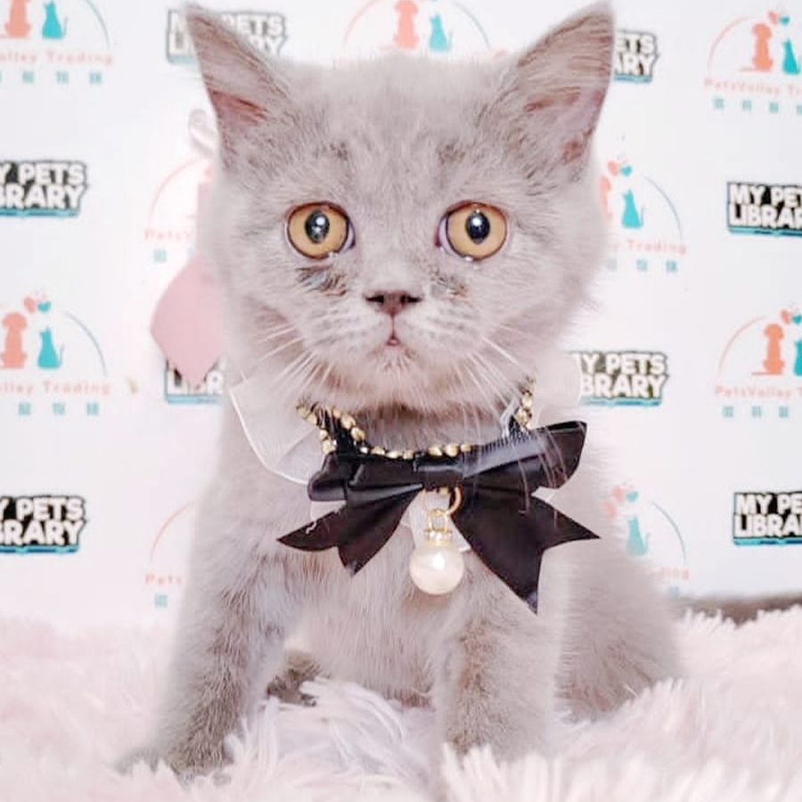 British Shorthair Kitten (Female) For Sale