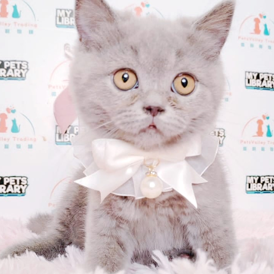 British Shorthair Kitten (Female) For Sale