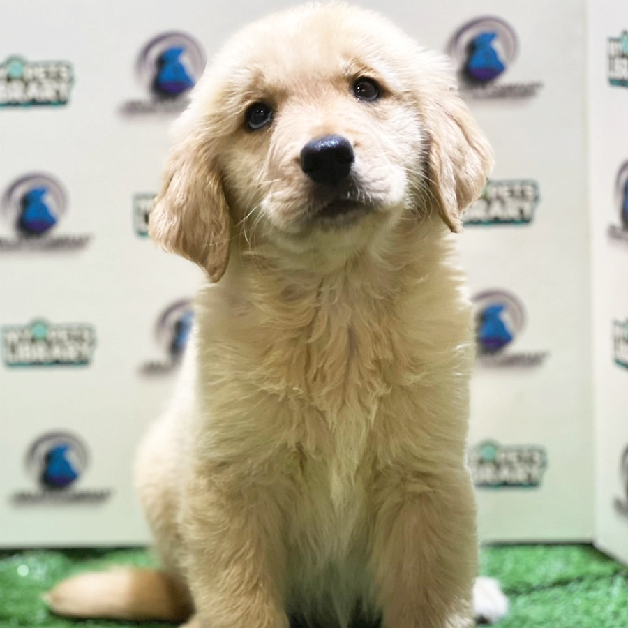 Golden Retriever Puppy (Female) For Sale