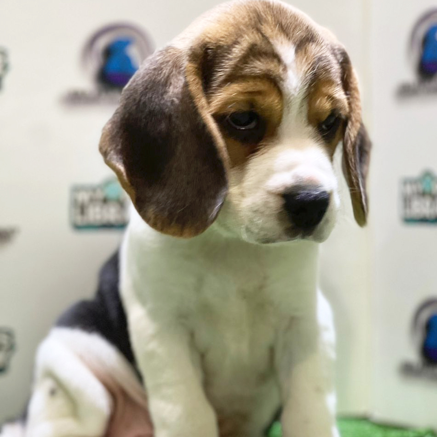 Beagle Puppy (Male) For Sale