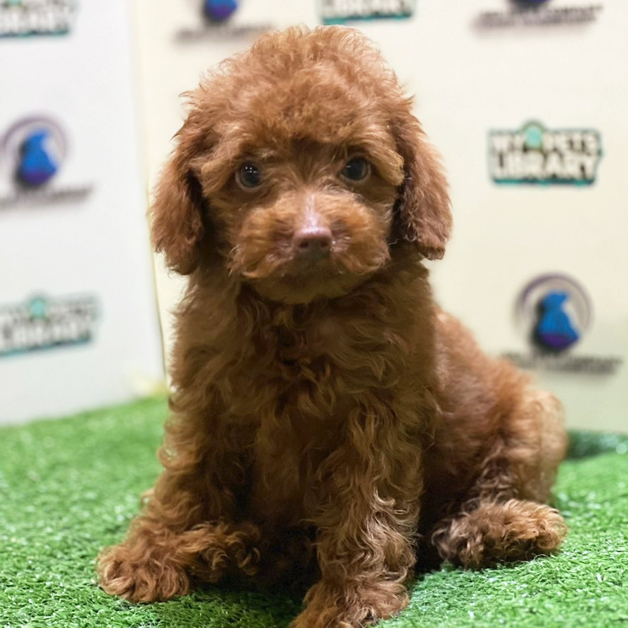 Toy Poodle Puppy (Male) For Sale