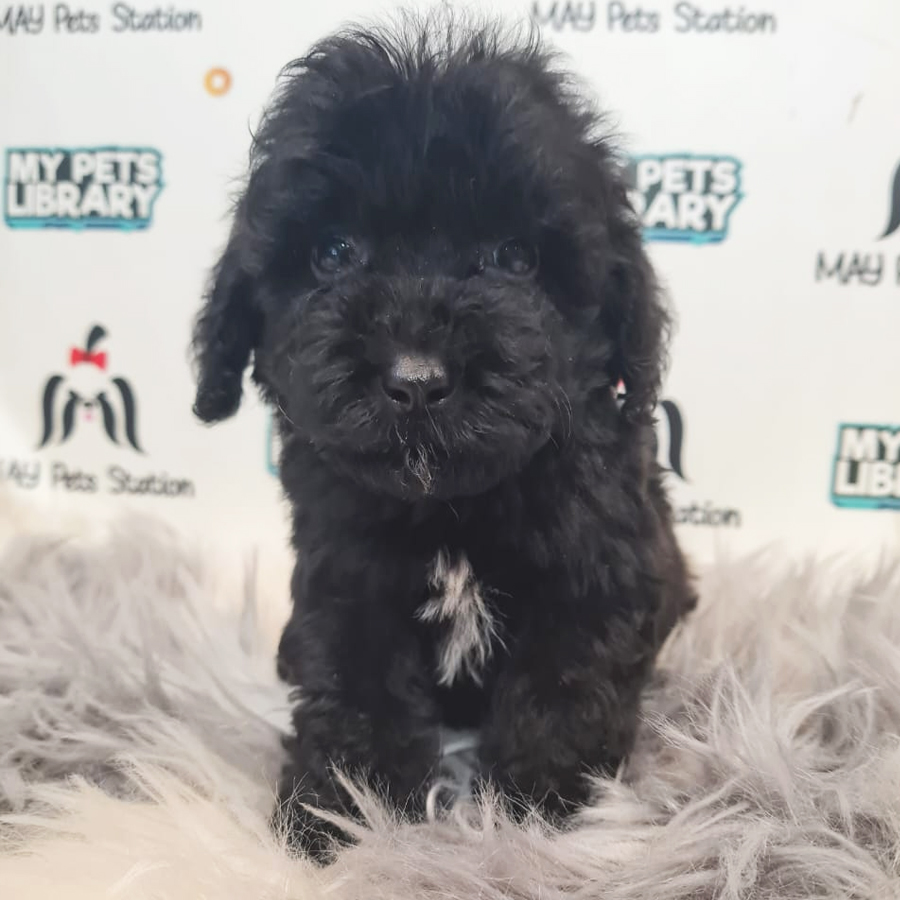 Toy Poodle Puppy (Male) For Sale