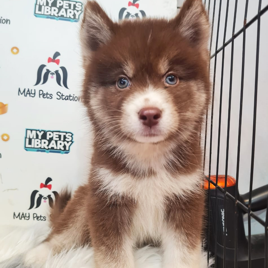 Pomsky Puppy (Female) For Sale