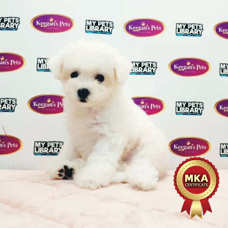MKA Bichon Frise Puppy (Male) For Sale