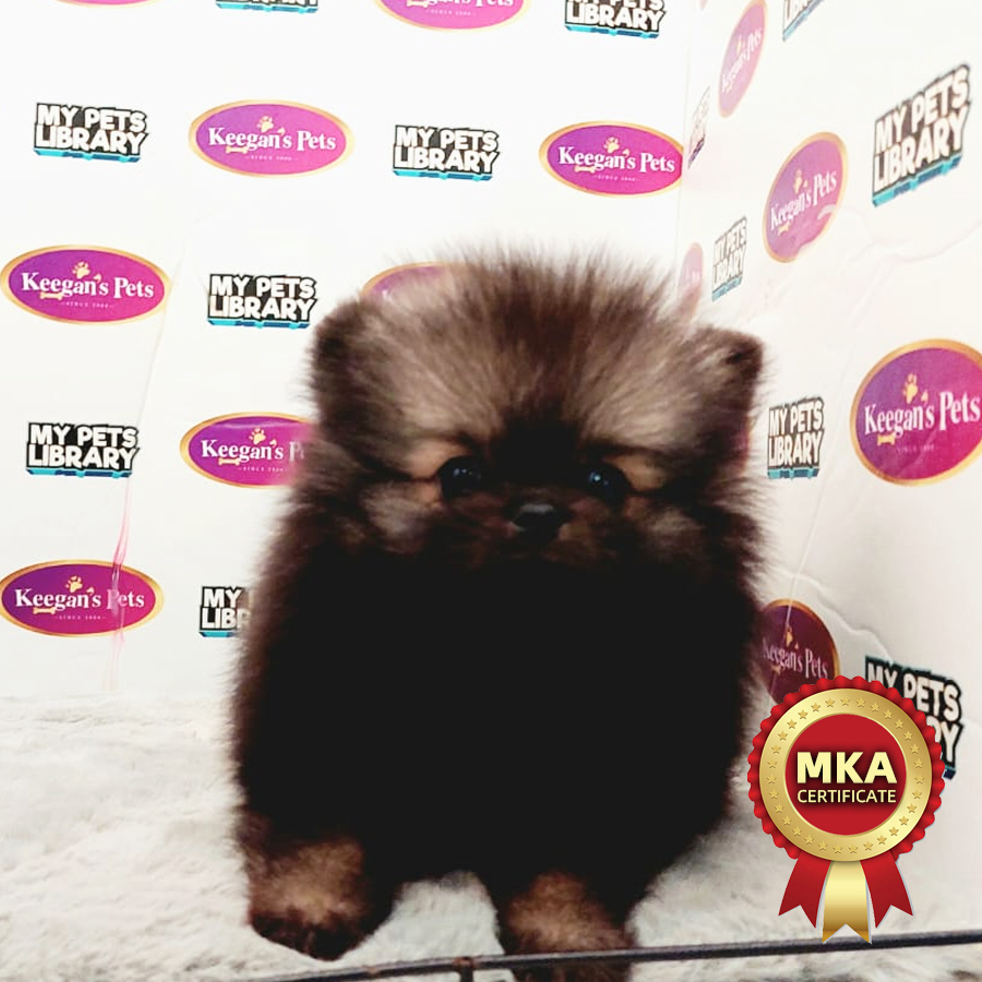 MKA Pomeranian Puppy (Male) For Sale