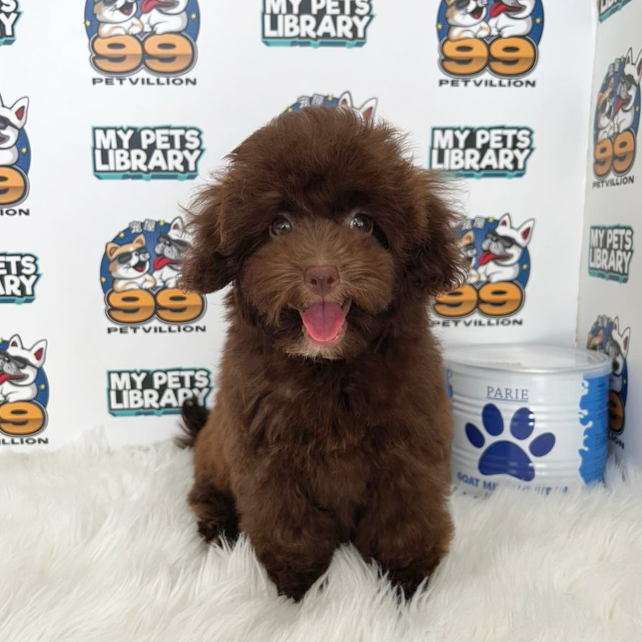 Toy Poodle Puppy (Female) For Sale