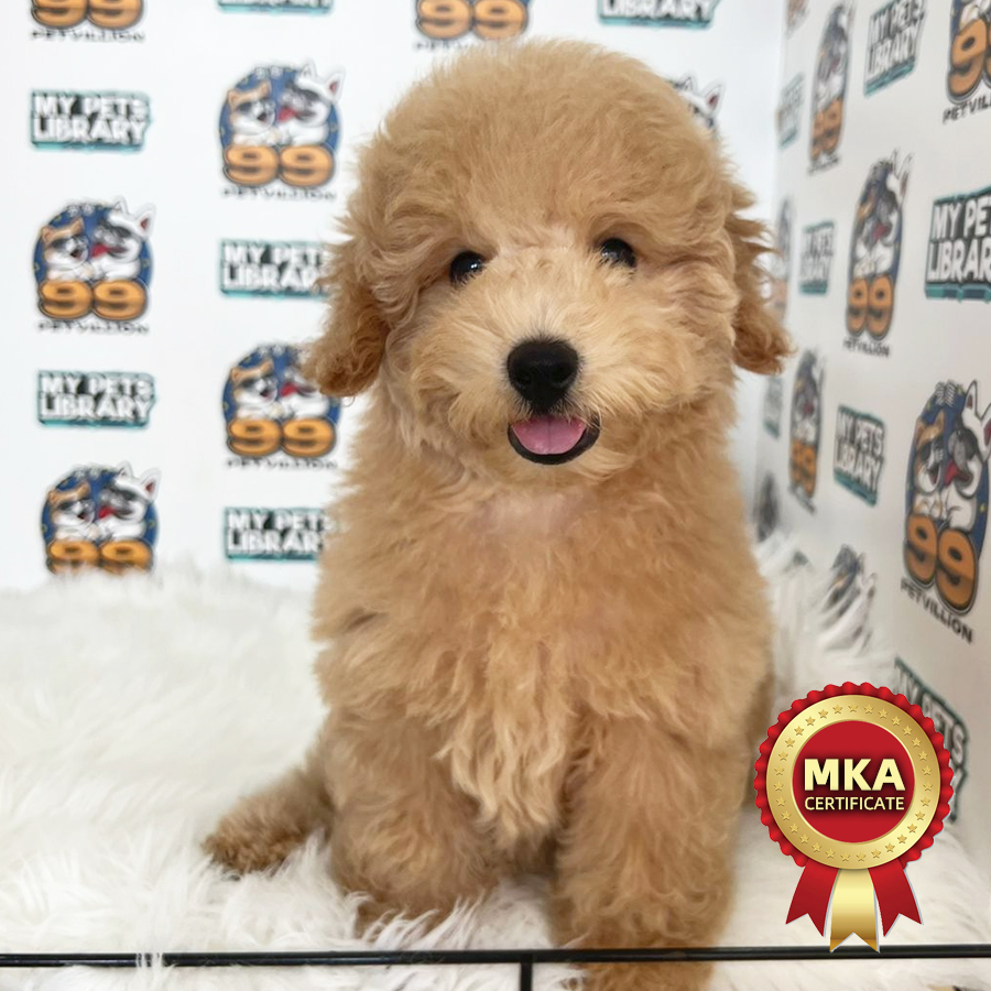 MKA Toy Poodle Puppy (Male) For Sale