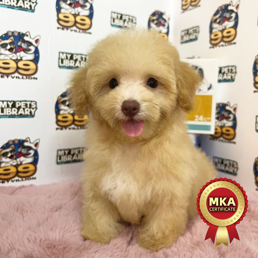 MKA Toy Poodle Puppy (Male) For Sale