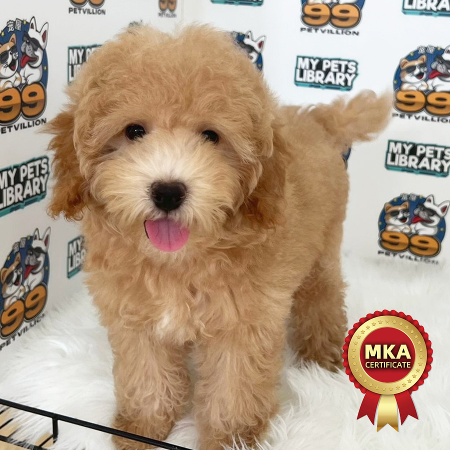 MKA Toy Poodle Puppy (Male) For Sale