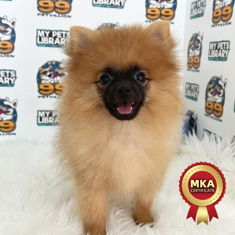 MKA Pomeranian Puppy (Female) For Sale
