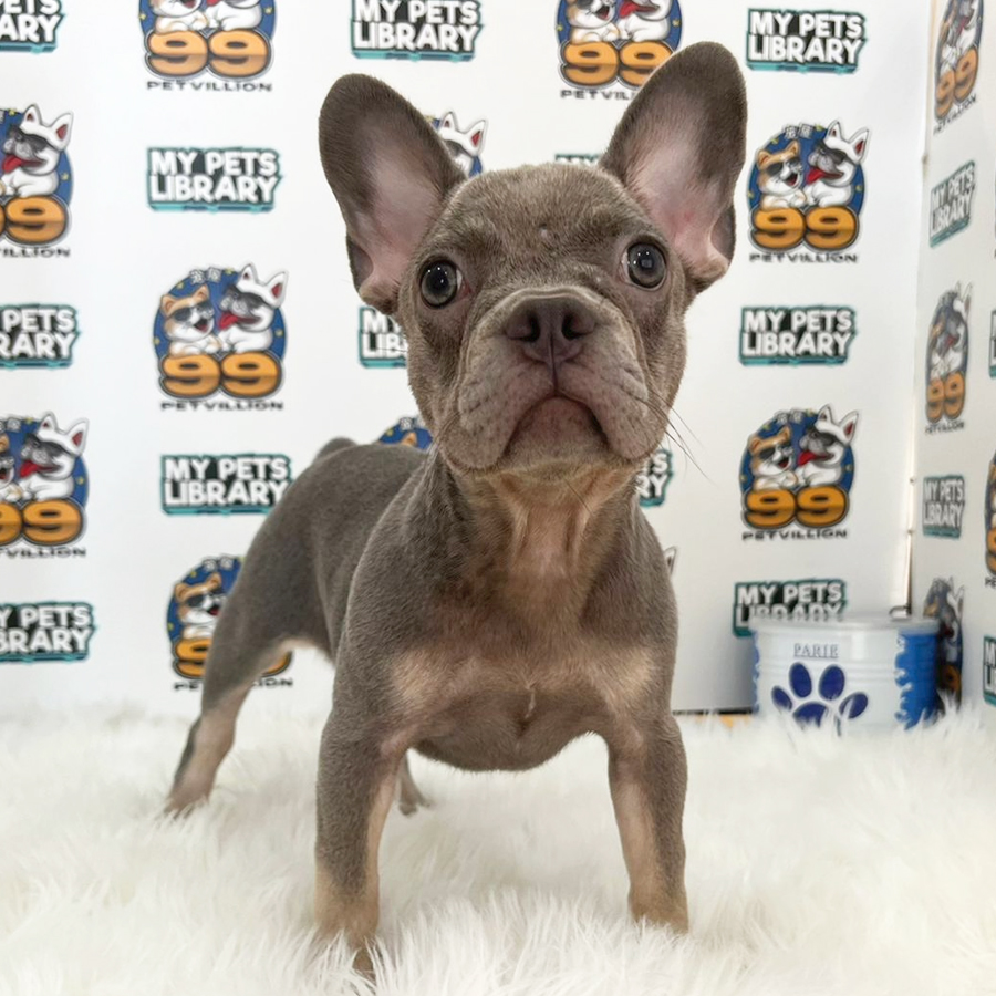 French Bulldog Puppy (Female) For Sale