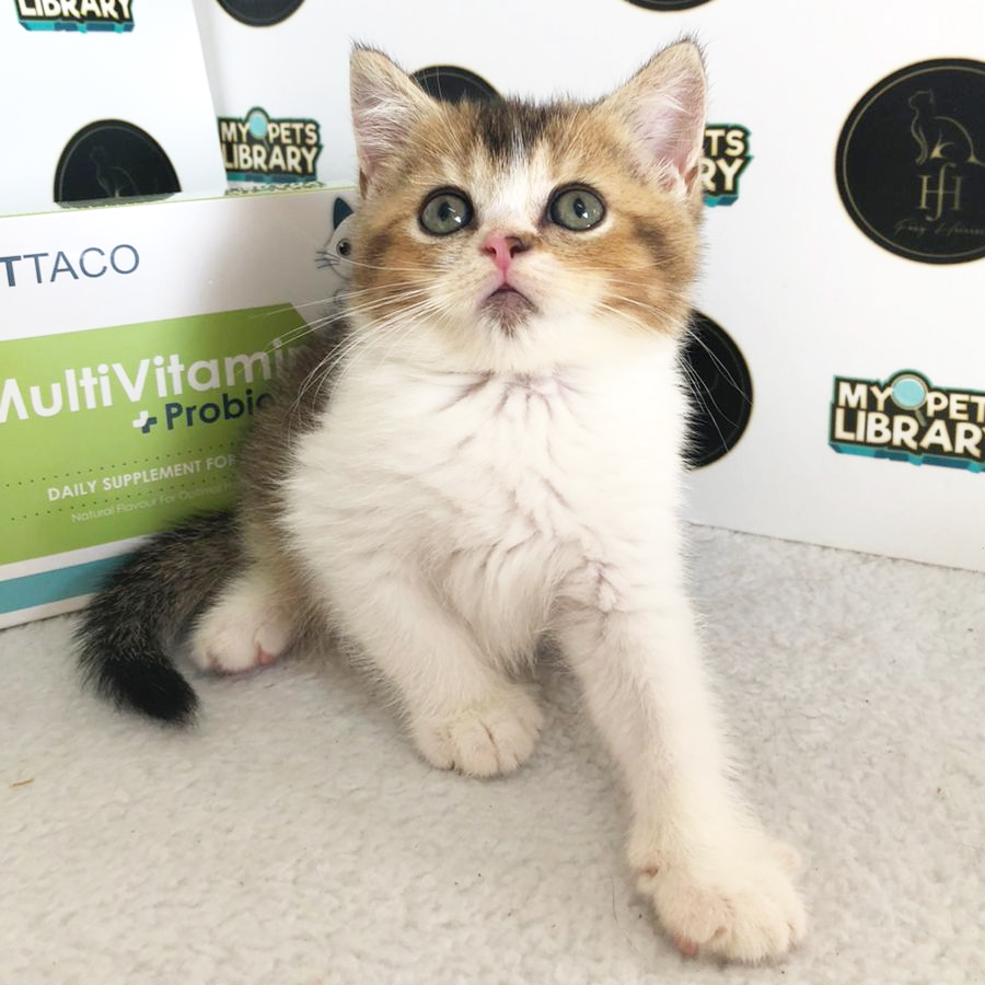 NY25 British Shorthair Kitten (Male) For Sale