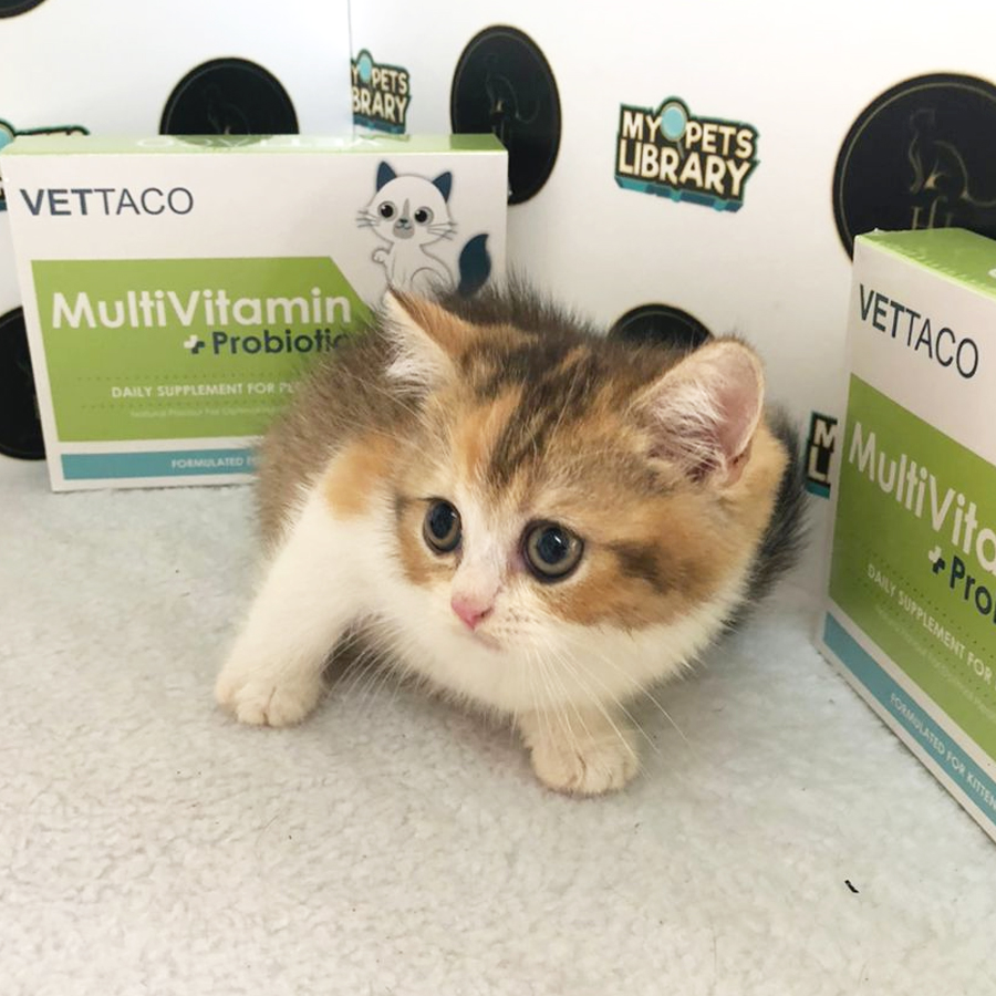FY25 British Shorthair Kitten (Female) For Sale