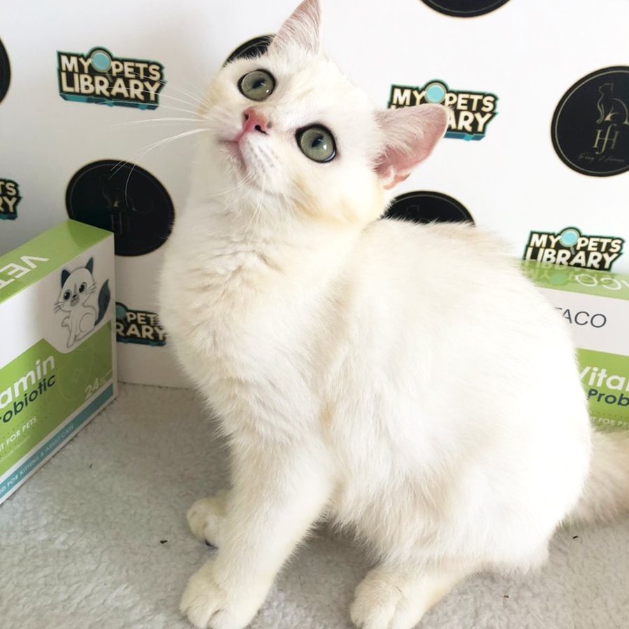 NS12 British Shorthair Kitten (Female) For Sale
