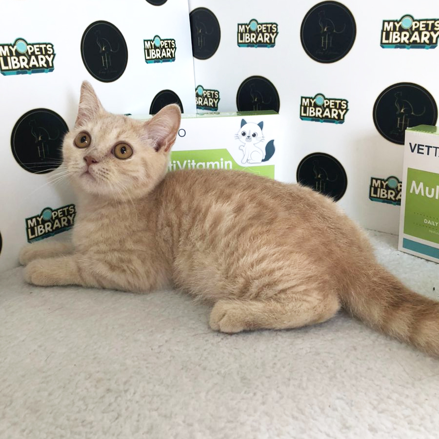 E03 British Shorthair Kitten (Male) For Sale