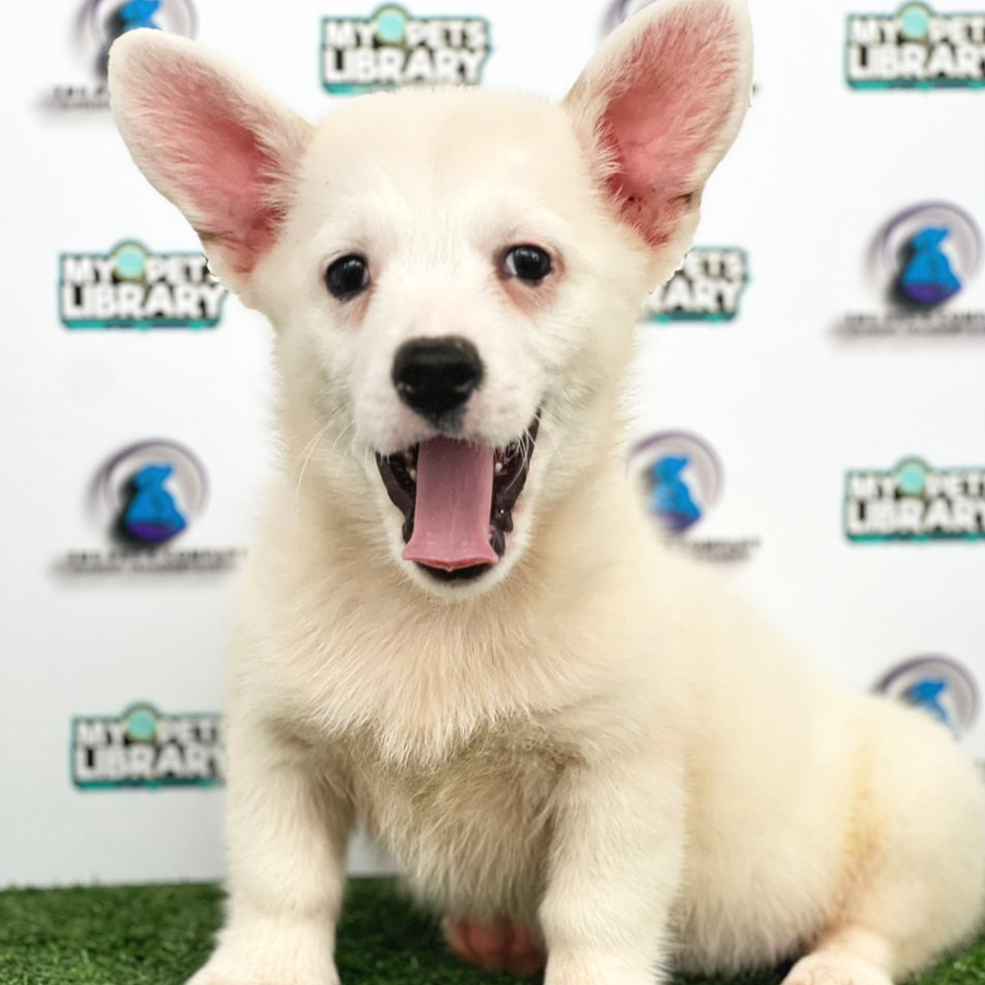 Welsh Corgi Puppy (Male) For Sale
