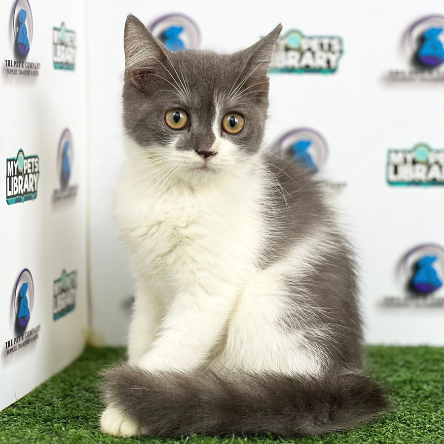 British Shorthair KItten (Female) For Sale