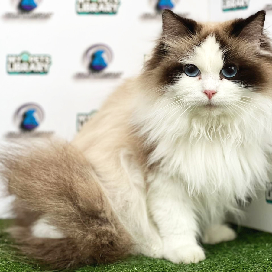 CFA Ragdoll KItten (Female) For Sale