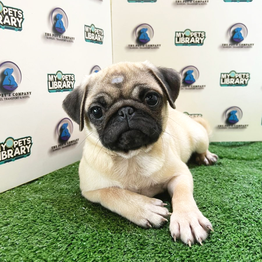 Pug Puppy (Female) For Sale