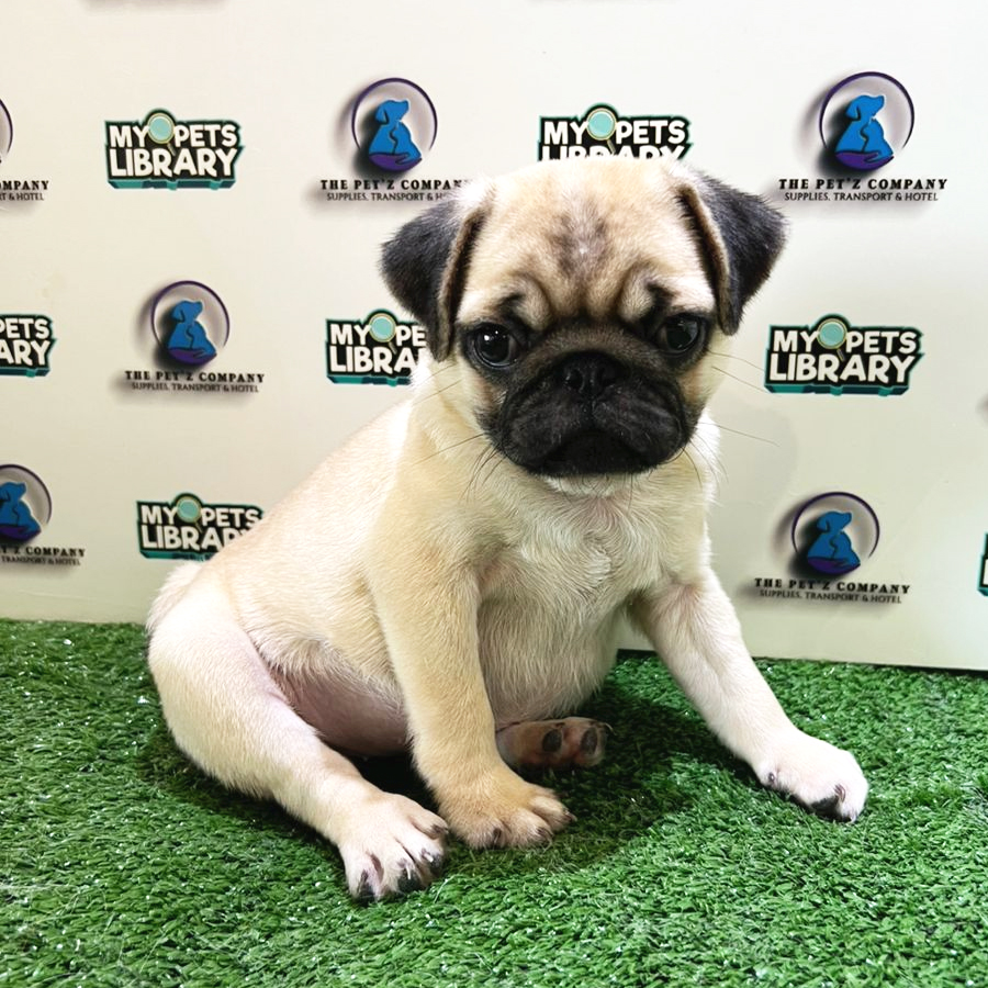 Pug Puppy (Female) For Sale