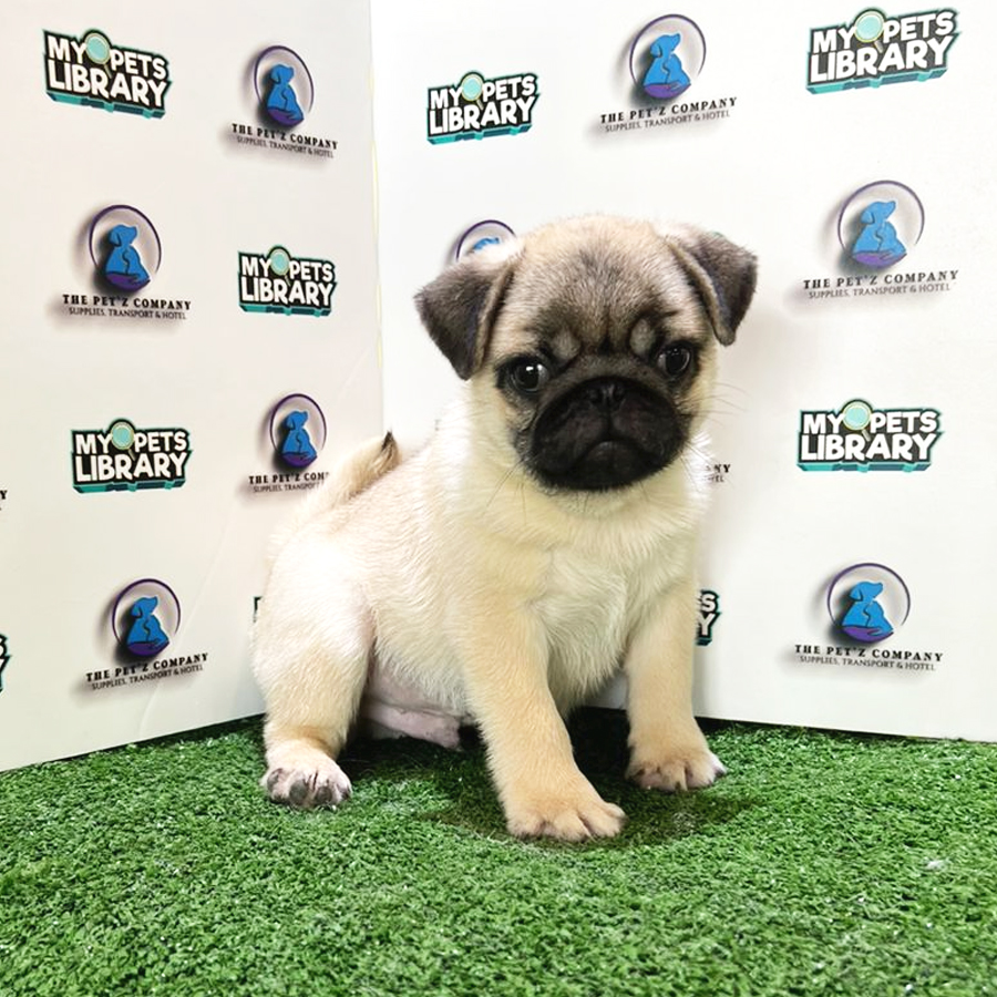Pug Puppy (Male) For Sale