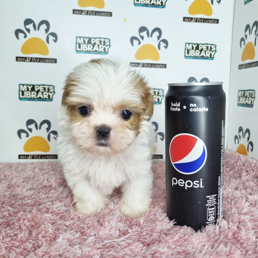 Shih Tzu Puppy (Female) For Sale