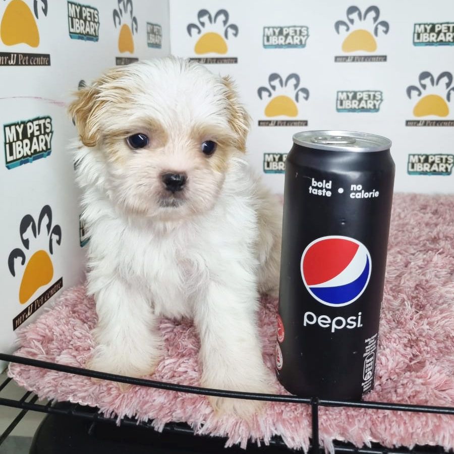 Shih Tzu Puppy (Female) For Sale